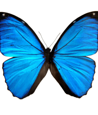 The Responsibility of Eugenia Cooney’s Mother, the Baker Act, and the Marchman Act